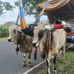 bantul villages tour